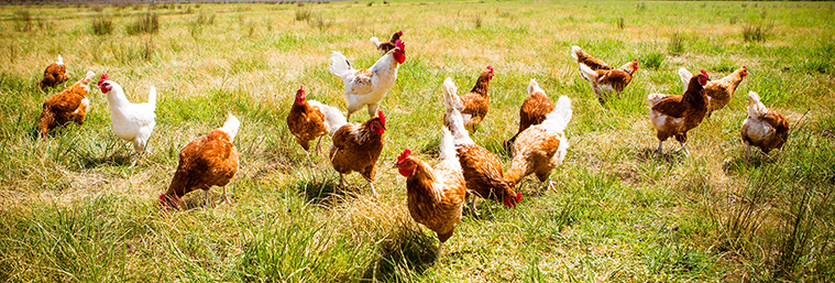 free_range_chicken_s_0565_ec