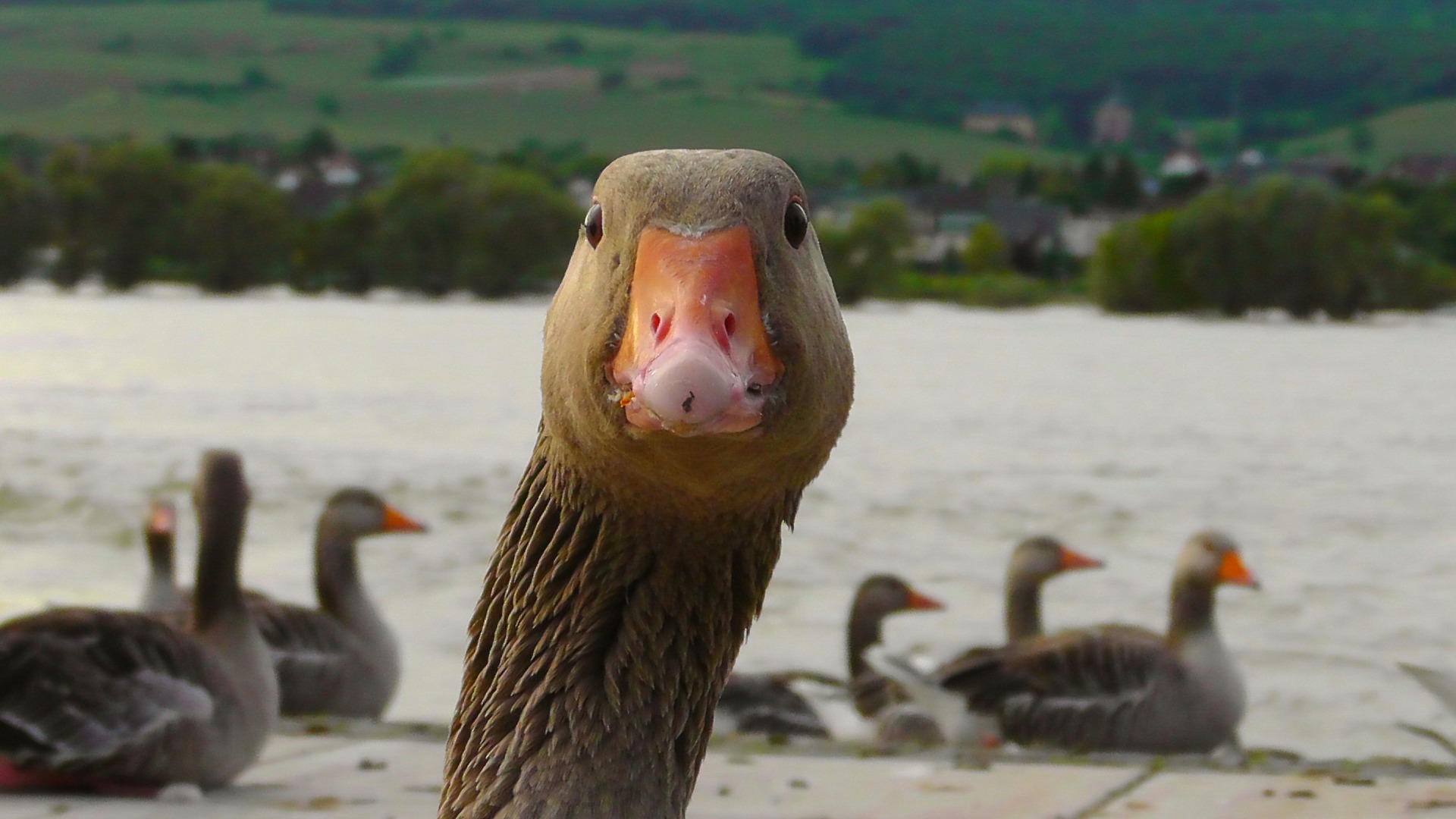 goose-178143_1920