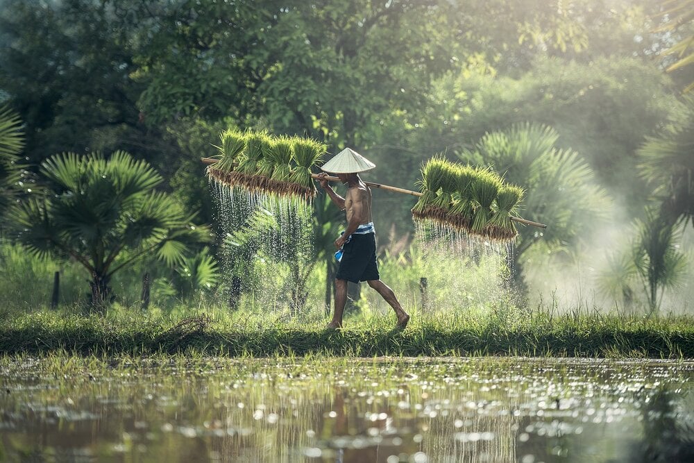 Rice harvest in Southeast Asia