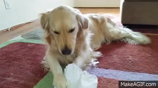 Dog Dog