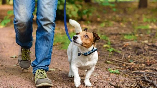Pets as beneficaries in trust or will