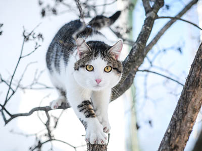 cat-400px.jpg