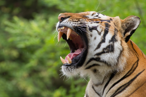 https-www-foster-com-assets-htmlimages-blogs-larrys-tax-law-tiger-sm-jpg