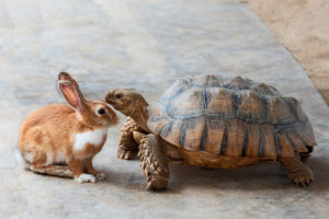 https-franchiselawredesign-foxrothschildblogs-com-wp-content-uploads-sites-19-2020-04-tortoise-and-hare-300x200-jpg