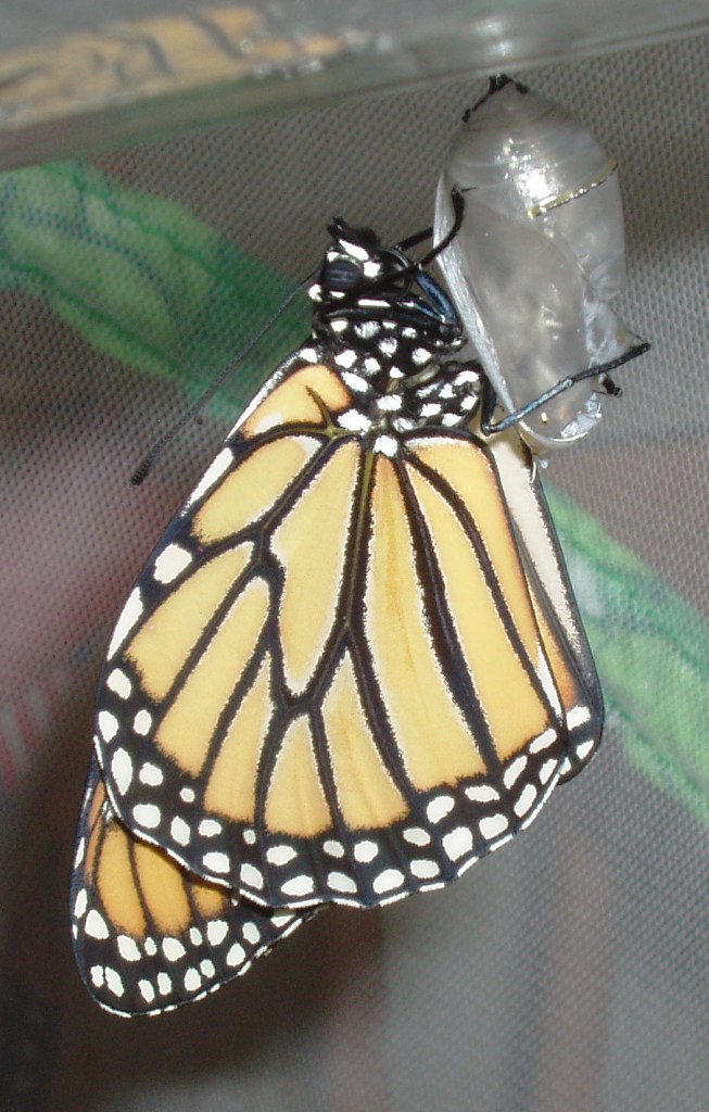 https-i0-wp-com-ukhumanrightsblog-com-wp-content-uploads-2020-06-danaus_plexippus_emerging_from_chrysalis_04-jpgfit653%2c1024ssl1