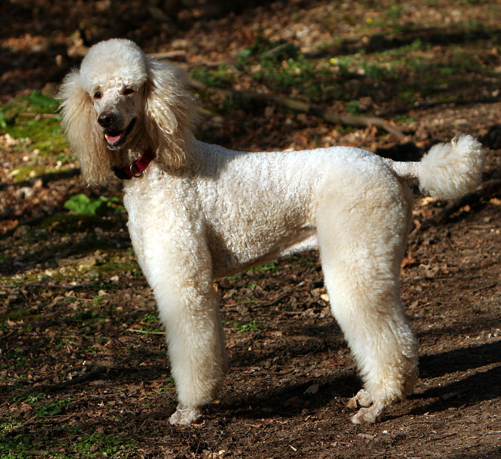 https-i1-wp-com-ukhumanrightsblog-com-wp-content-uploads-2020-06-standard_poodle_apricot-jpgssl1