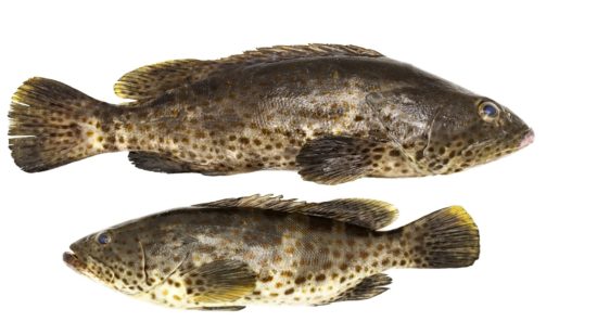 dreamstime_grouper fish ciguatera ciguatoxin