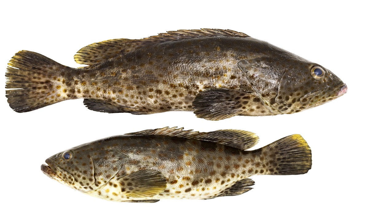 dreamstime_grouper fish ciguatera ciguatoxin