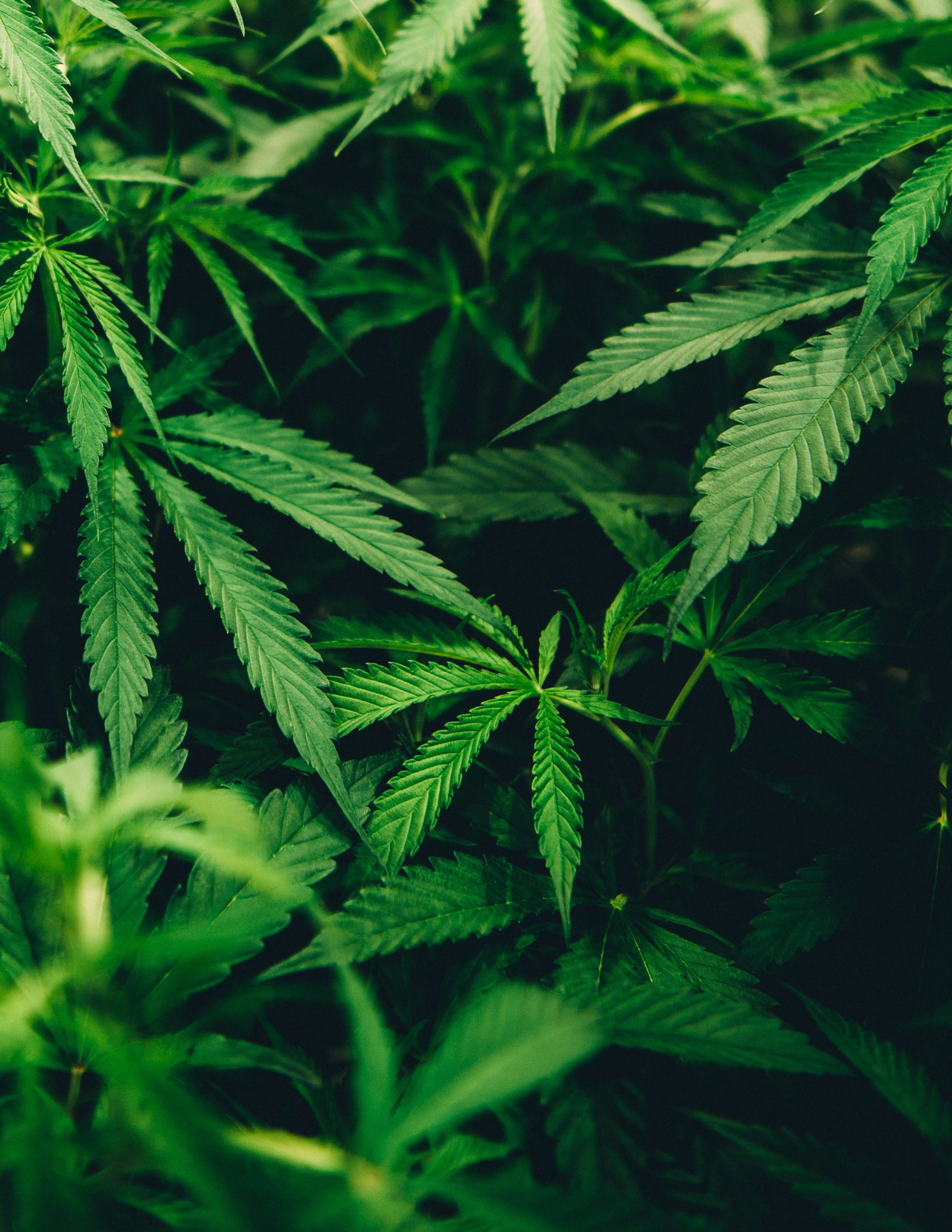 matthew-brodeur-qcCPIhhdgTw-unsplash