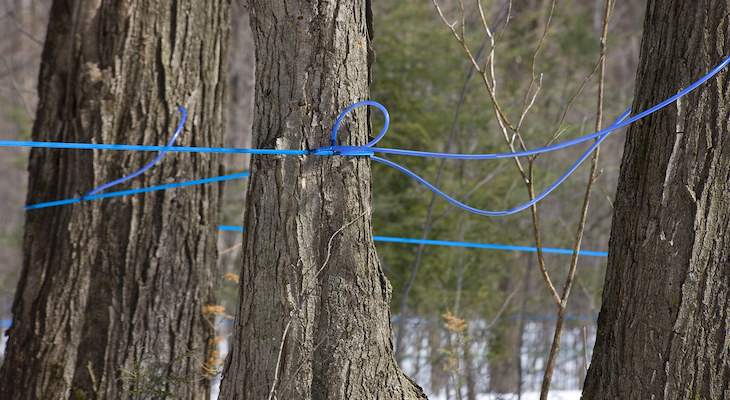 https-www-levelset-com-wp-content-uploads-2020-07-maple-syrup-lines-jpg