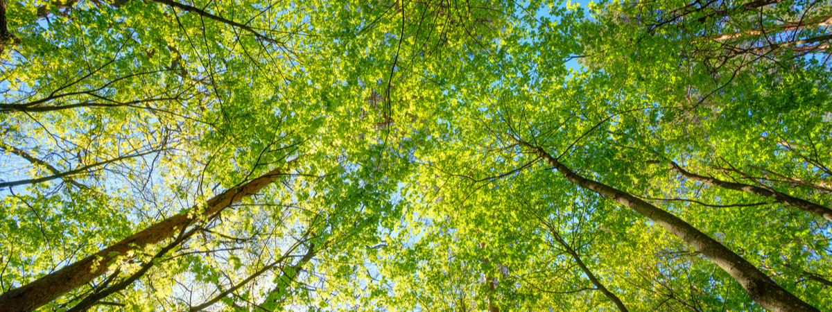 shutterstock_380464495