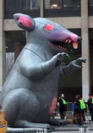 rat