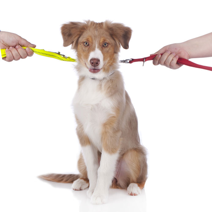 http-www-feherlaw-com-wp-content-uploads-2020-10-divorce-who-gest-the-dog-jpg