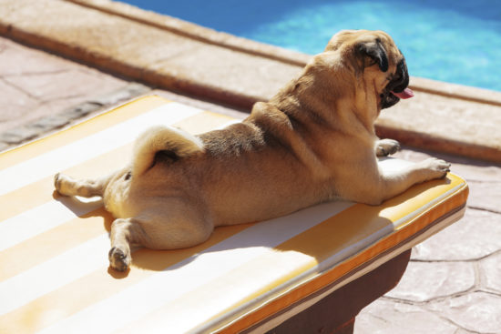 Dog by Pool