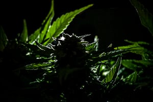 A back lit photo of the top bud of a Marijuana plant on black with some green leaves showing and trichomes visible.
