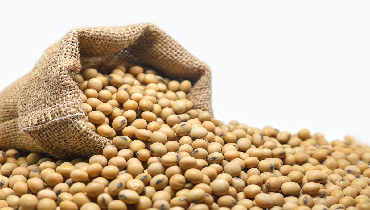 dreamstime_soybeans
