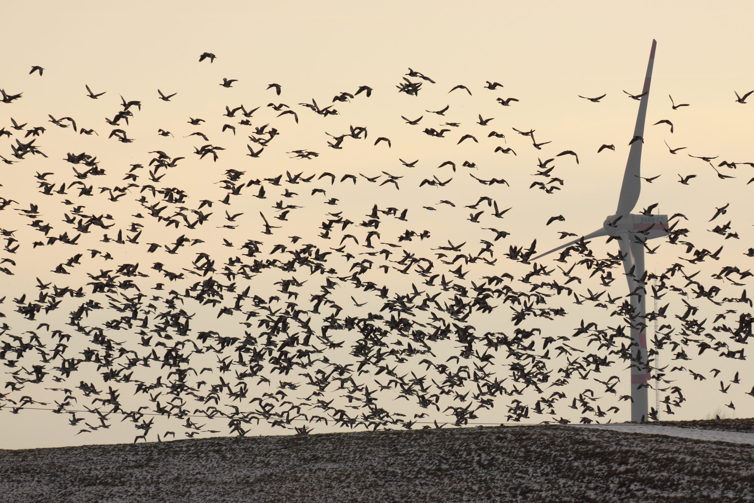 Energy_flock of birds attacking wind turbine