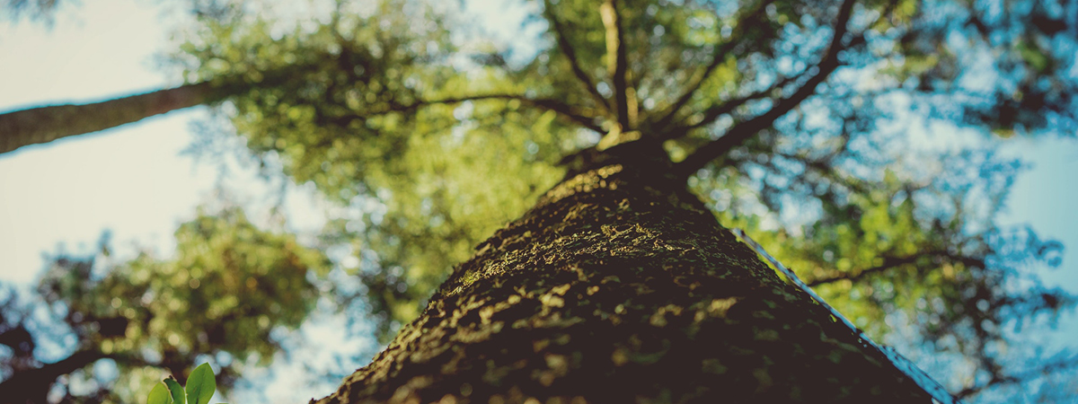 Environmental_Proposal