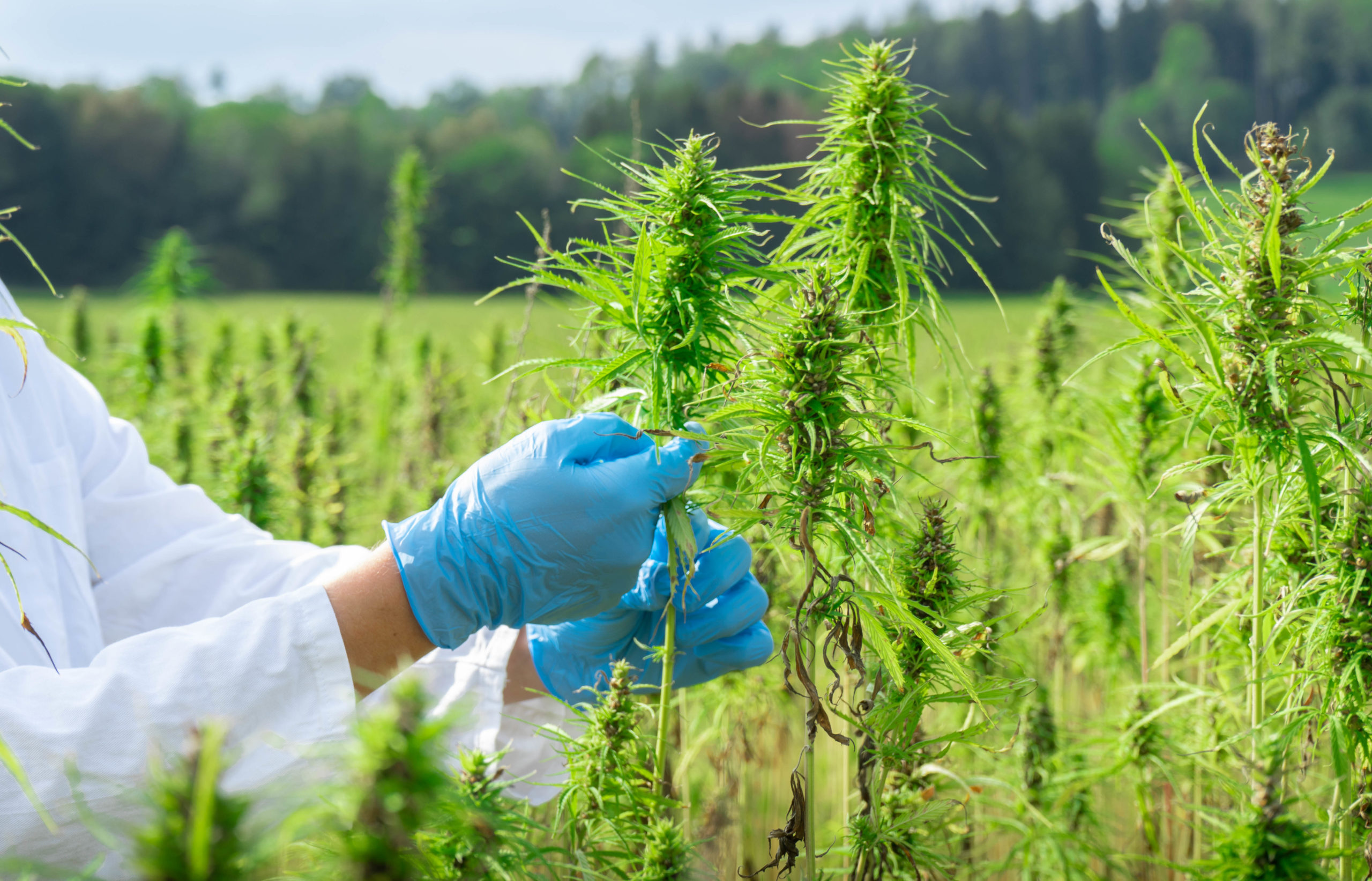 Scientist checking hemp flowers