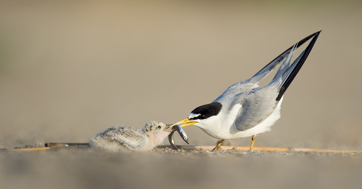 "Least Tern"