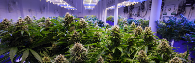 Indoor growing room of cannabis plants