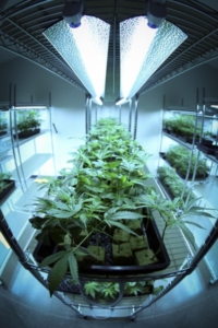 Marijuana | Cannabis | Risky Investments