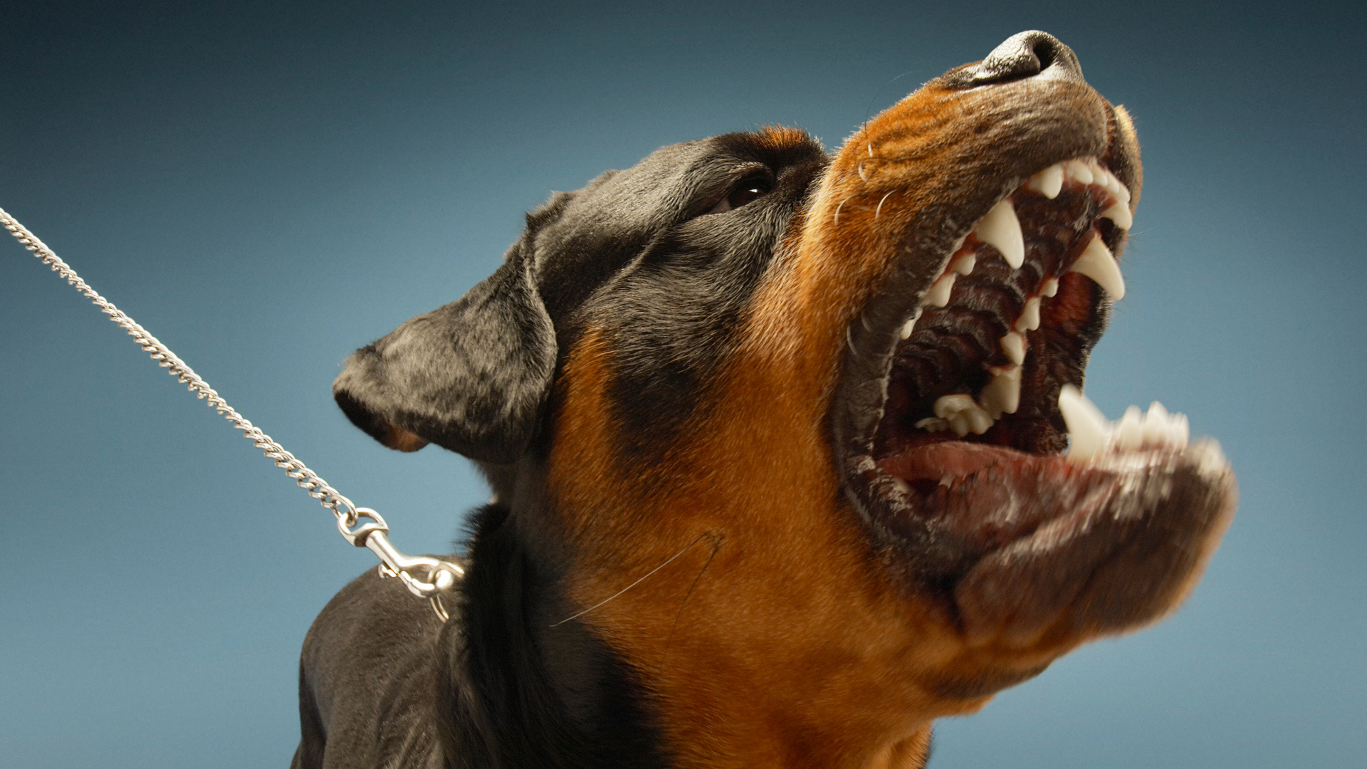 Dog Attack