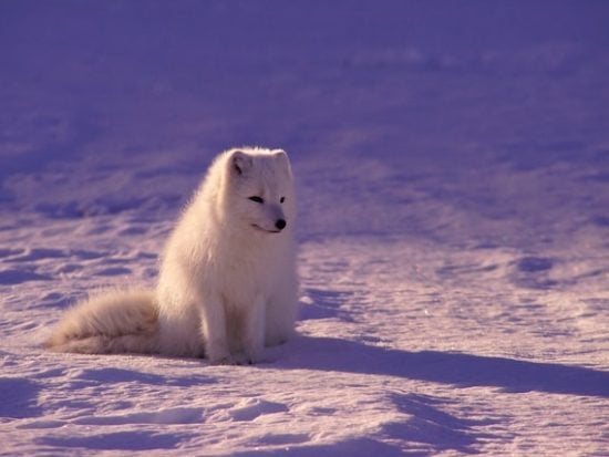 https-www-wormsandgermsblog-com-files-2021-02-arctic-fox-unsplash-jpg