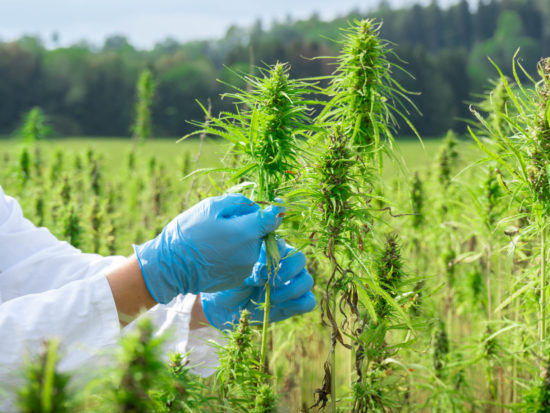 Scientist checking hemp flowers