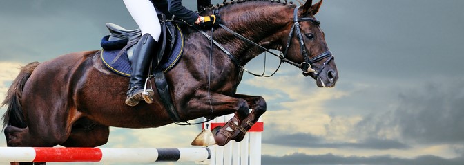 equine