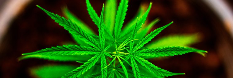 financial-services-cannabis-handbook-editors-choice-image