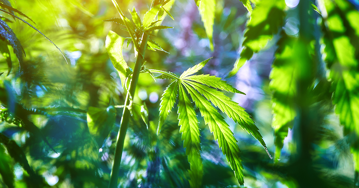 Environment_CannabisPlant