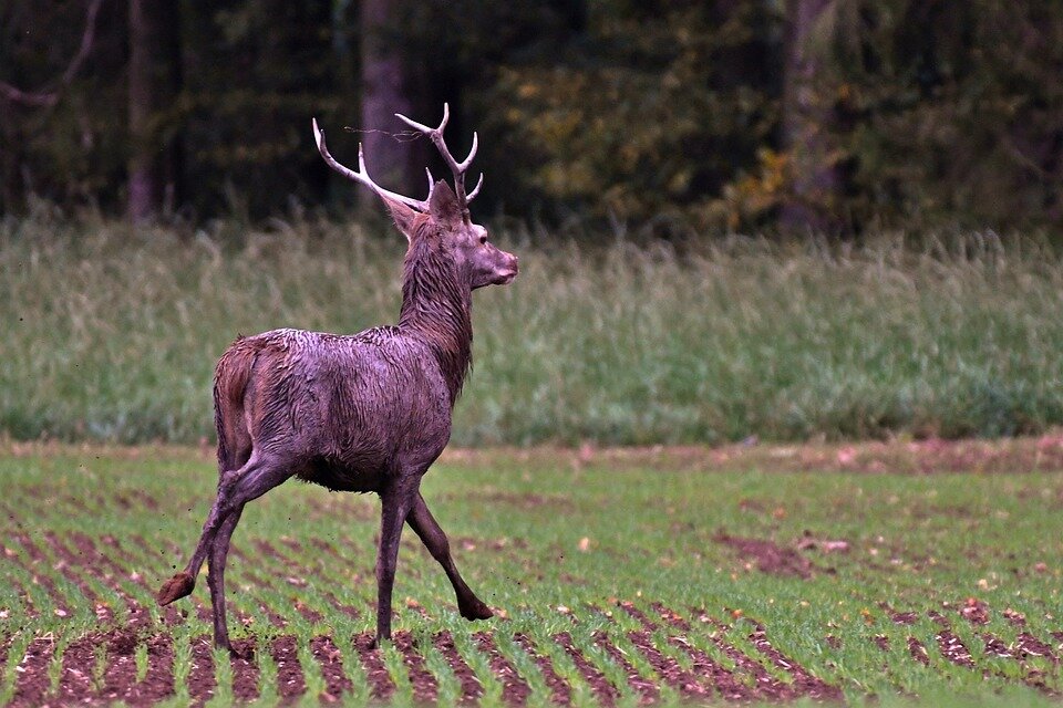 deer-4513062_960_720.jpg