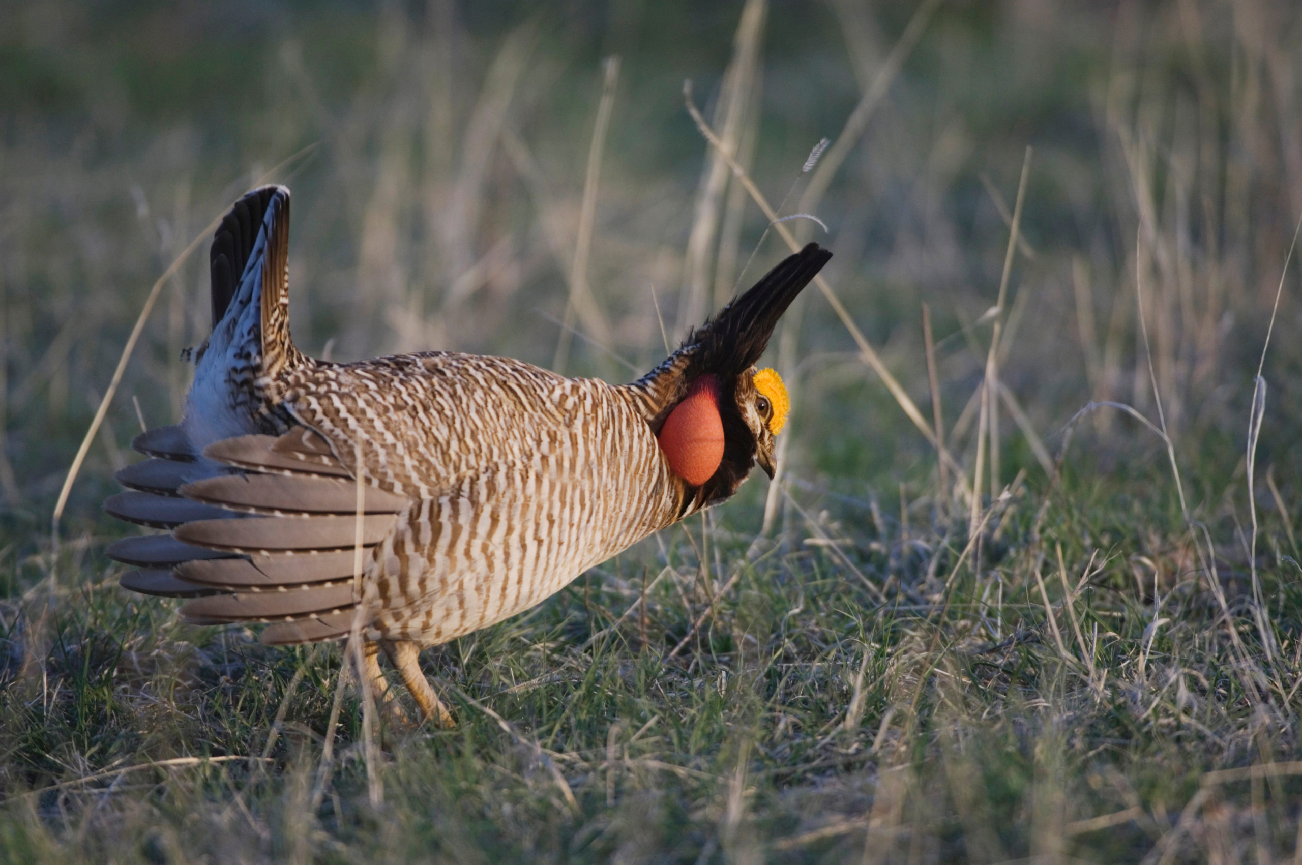Lesser,Prairie-chicken,,Tympanuchus,Pallidicinctus,,Male,On,Lek,Displaying,,Canadian,,Panhandle,