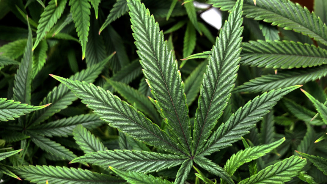 Cannabis Sativa leaf background