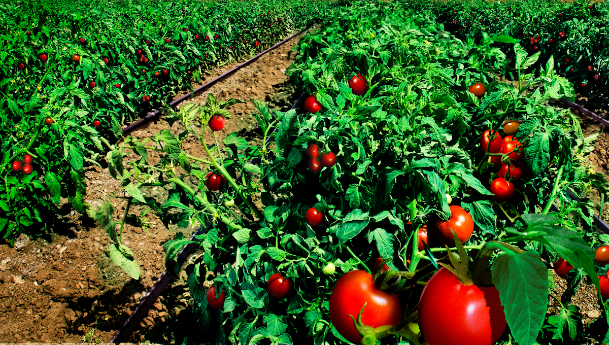 tomato field