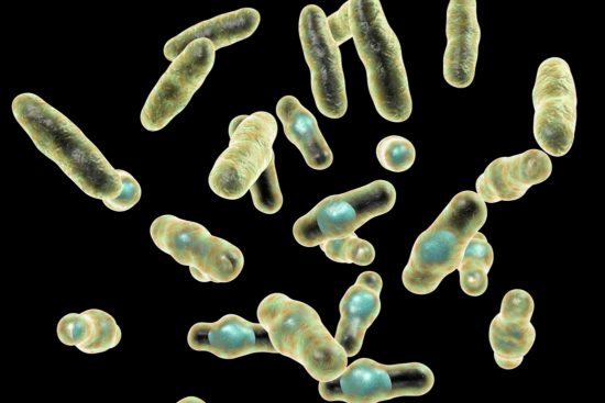dreamstime_clostridium perfringens bacteria 2