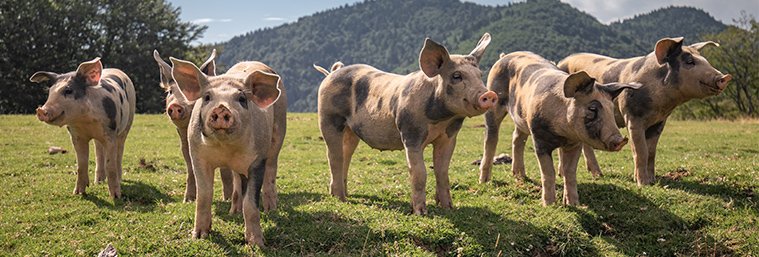 pigs_field_meadow_1208199097_ec