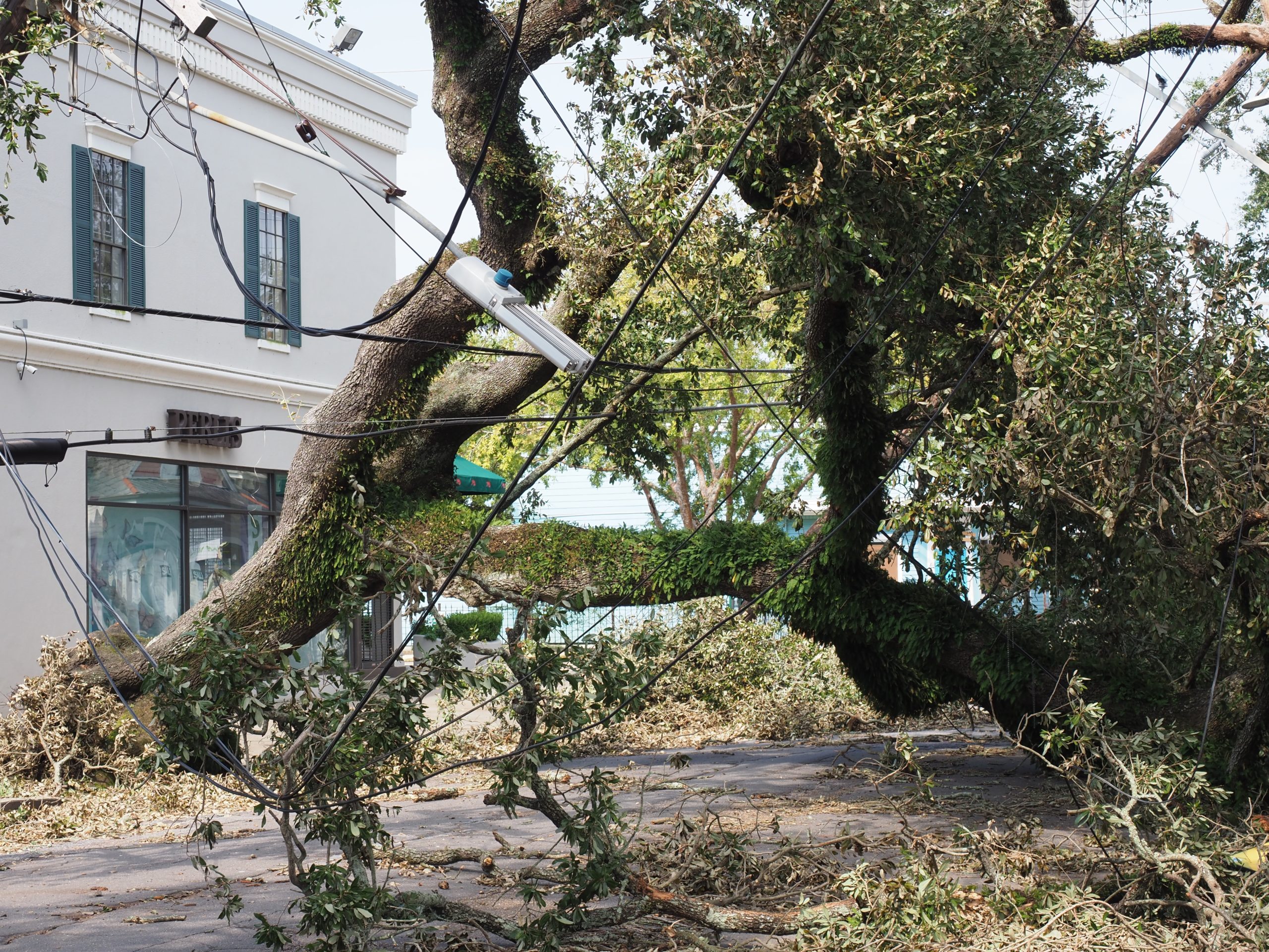 New,Orleans,,Louisiana,-,September,2,,2021:,Fallen,Tree,On