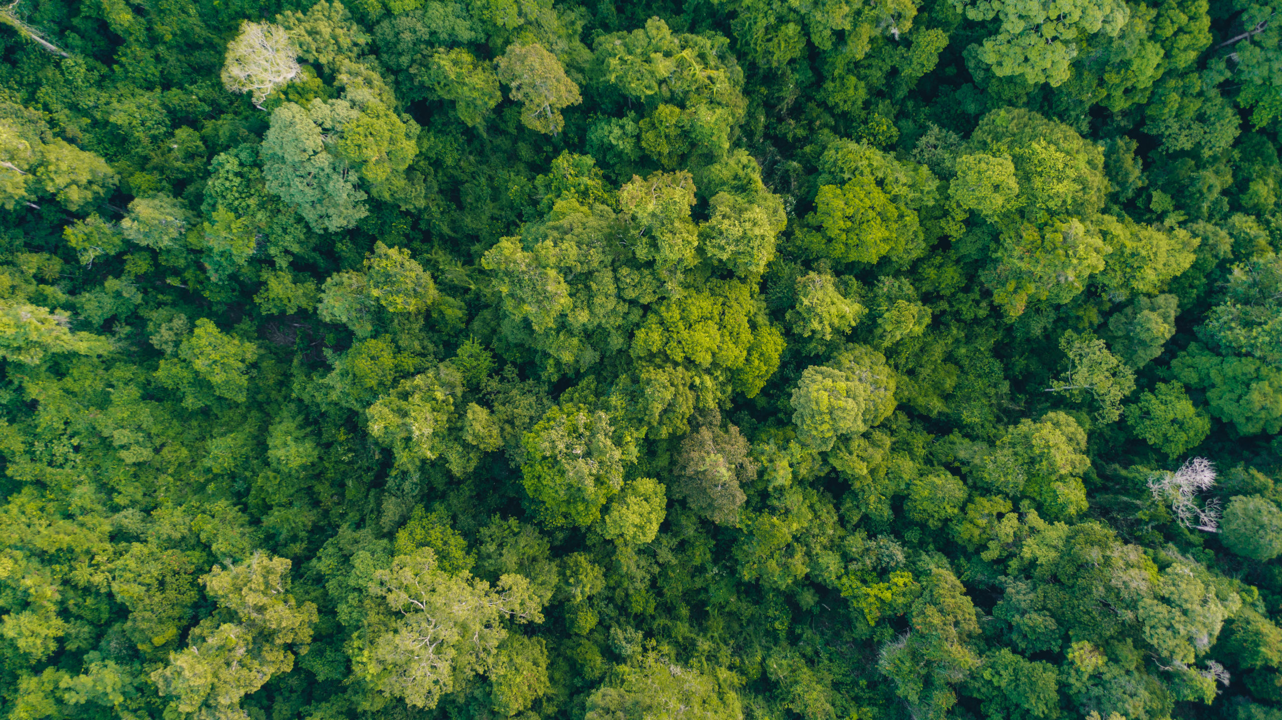 An,Aerial,View,Of,Borneo,Jungle,,Stunning,View,Of,Tropical