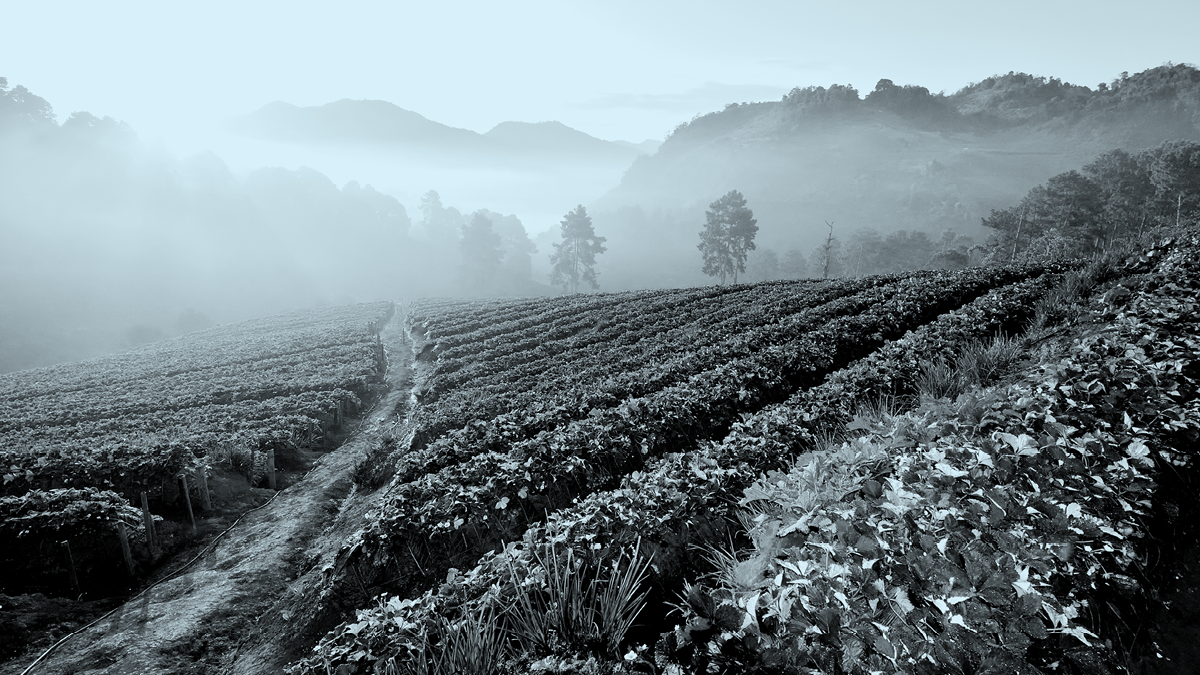 Agriculture-521798635-Sky-1200x675