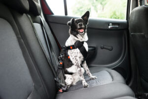 drive-safely-with-pets-in-cars