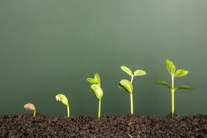 Business Growth in the form of plants