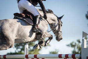 horse jumping