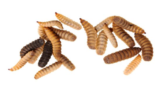 dreamstime_black soldier fly larvae edible insects