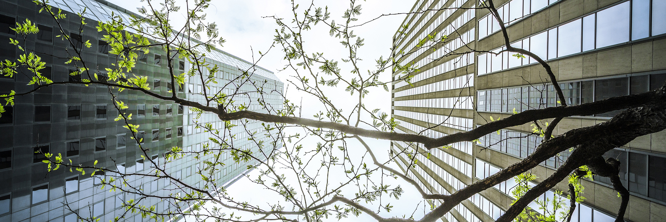 Office Buildings And Trees, Vertical View, New York