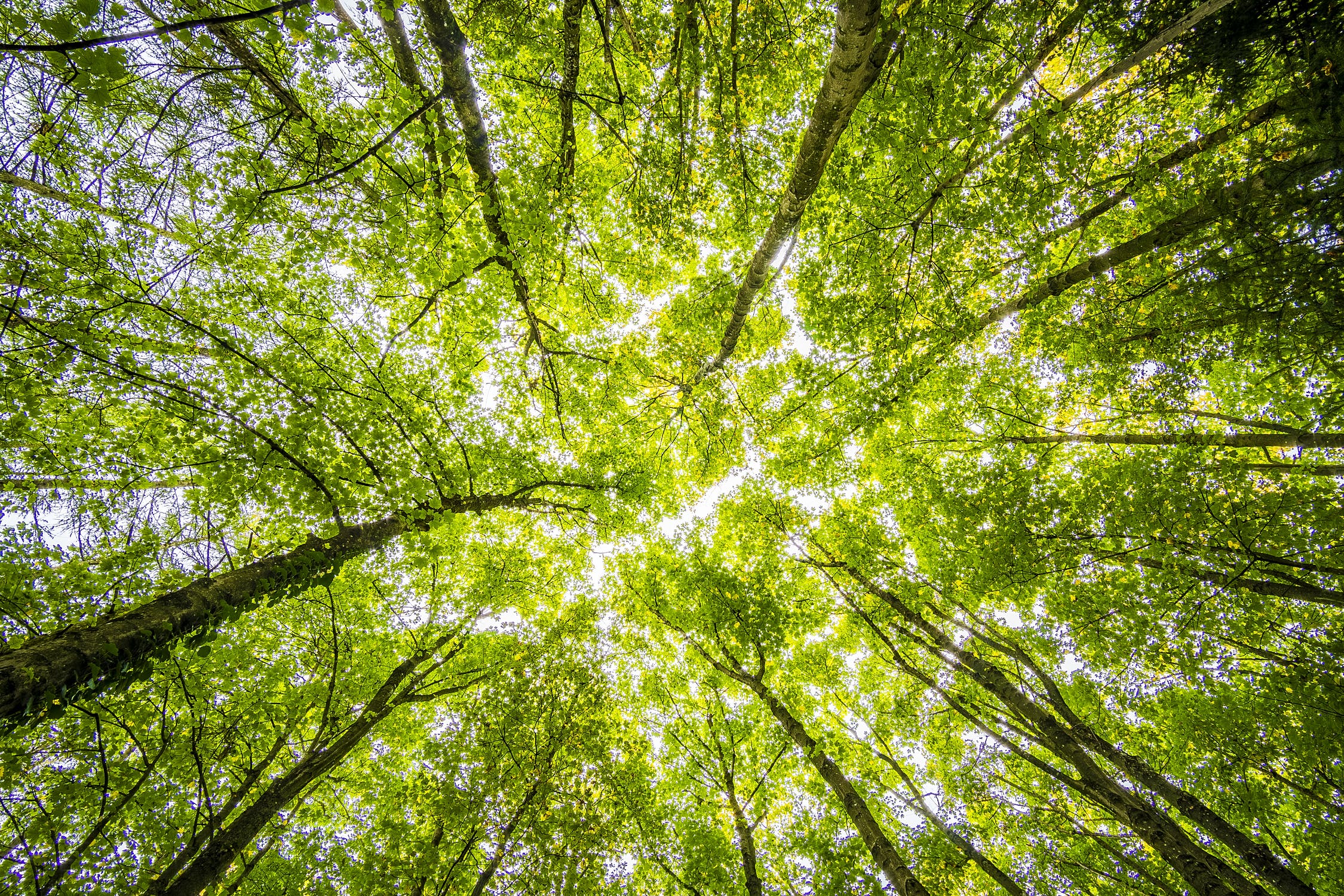 forest-trees-perspective-bright-957024