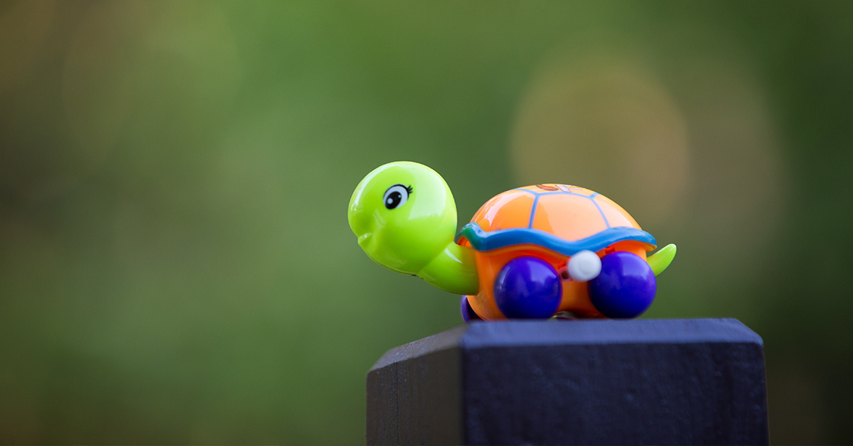 toy turtle
