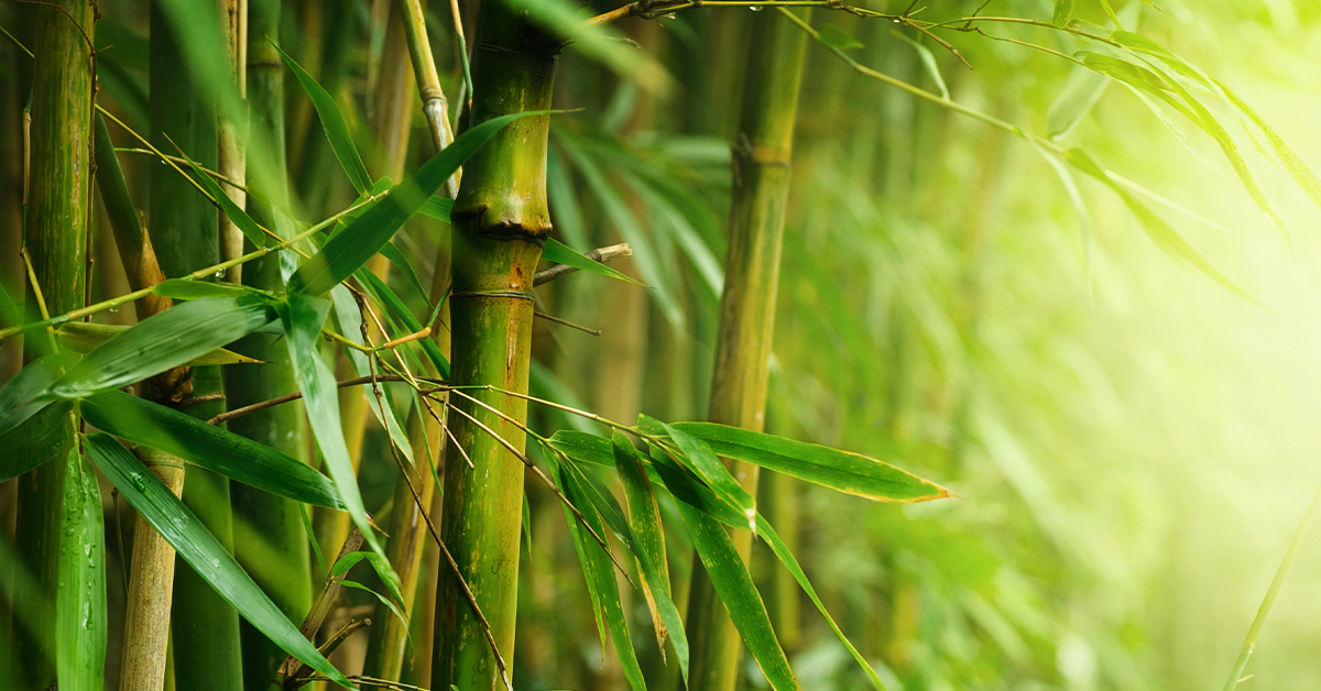 bamboo