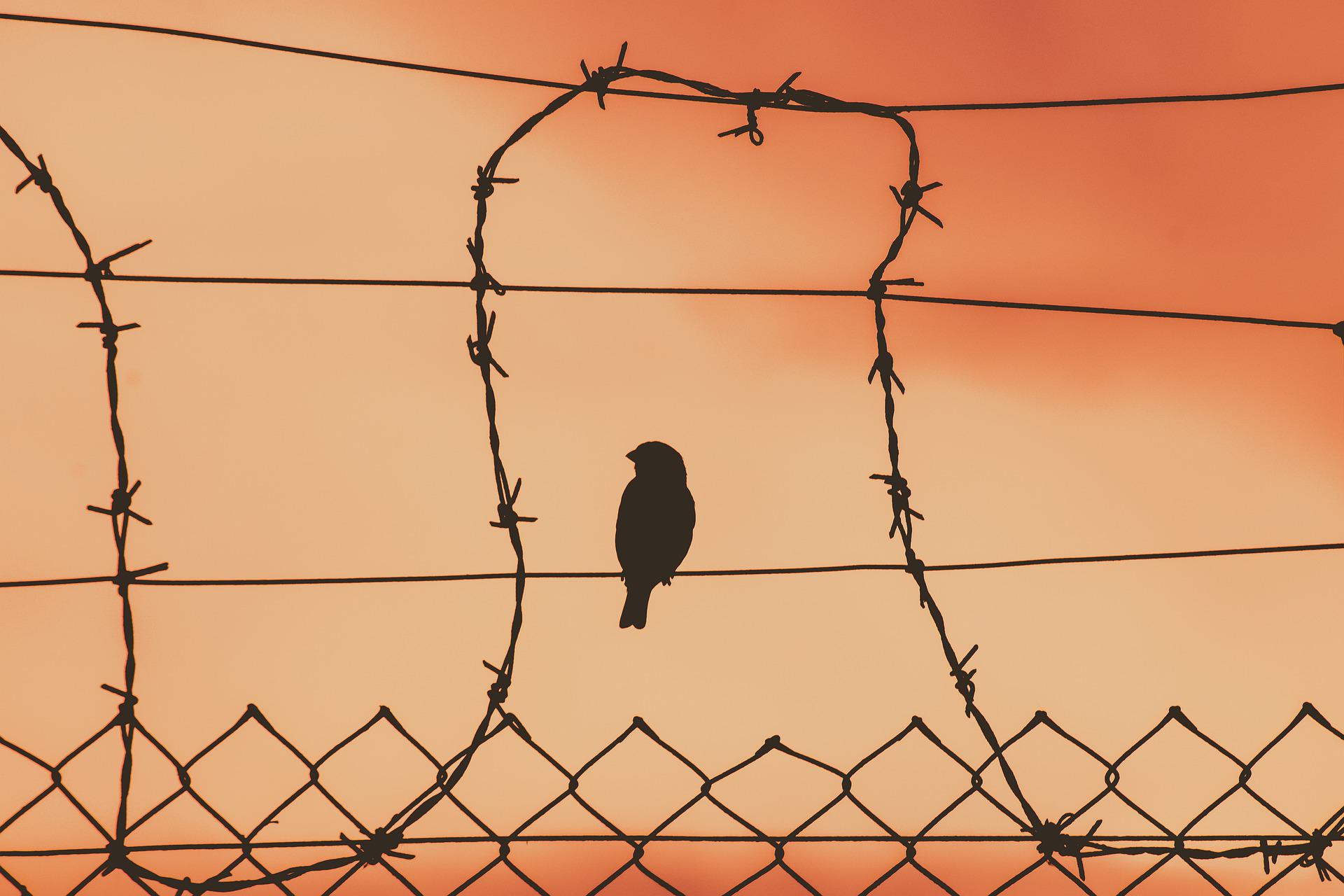 bird-on-a-wire-5243730_1920